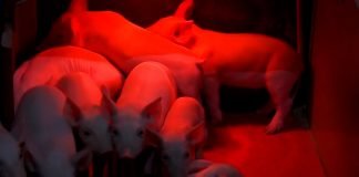 Nadzor i kontrola životinja na gazdinstvu