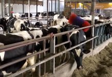 Od danas 3.aprila javni poziv za premiju za mleko