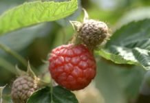 Nova sezona za malinare sa starim dugovima