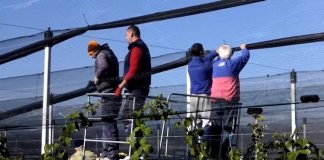 Pokrajina sufinansira investicije za preradu voća i povrća i proizvodnju vina i rakije