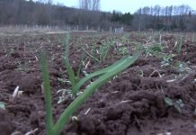 April je mesec intenzivnih radova, setvi ratarskih i povrtarskih kultura