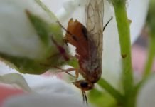 Crna i žuta šljivina osa – Mere zaštite sprovesti u periodu piljenja larvi