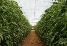 U baštama se javlja opasna bolest viroze paprike i paradajza