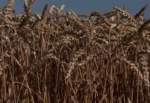 Suzbijanje žitne pijavice