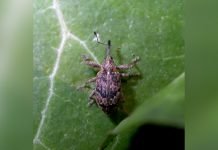 Cvetojed jabuke – Simptomi i zaštita