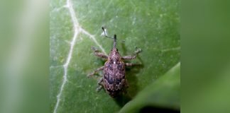Cvetojed jabuke – Simptomi i zaštita