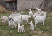 Kako pravilno izvršiti selekciju jaradi