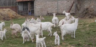 Kako pravilno izvršiti selekciju jaradi