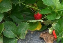 Zaštita jagoda od mraza