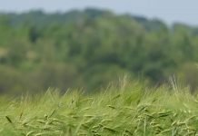 Zaštita ječma i pšenice od gljivičnih ooboljenja