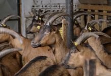 Kozarnik kao uslov za dobre rezultate u uzgoju