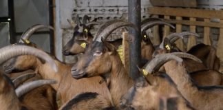 Kozarnik kao uslov za dobre rezultate u uzgoju