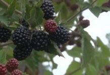 Đubrenje kupina – Organska, mineralna i folijarna đubriva