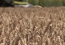 Republička direkcija za robne rezerve kupuje merkantilnu pšenicu