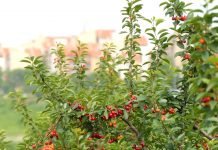 Ospičavost lista višnje – Opasna bolest koja može da ogoli stabla