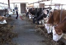 Pravilnik o podsticajima u stočarstvu