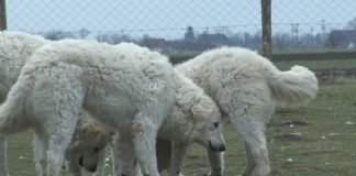 Kinološki savez Srbije – Pooštriti kazne, primenjivati zakon i uvesti porez na pse