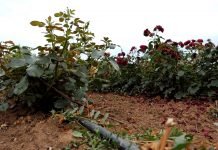 Zaštita ruža od štetočina i bolesti