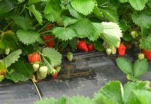 Siva trulež jagode može uništiti plodove