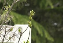 Vukoman Maksimović – Da bismo opstali na Zemlji neophodni su dobrota, razumevanje i poštovanje