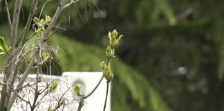 Vukoman Maksimović – Da bismo opstali na Zemlji neophodni su dobrota, razumevanje i poštovanje