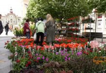 Cvetna pijaca u Zrenjaninu – Cveće i zelenilo u centru grada