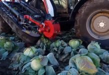 Kupusna muva: Visok nivo rizika – kako je sprečiti?