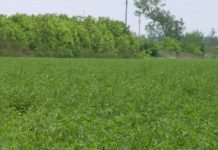 Saveti za suzbijanje lucerkine bube