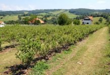Rezidba borovnice za kvalitetan prinos