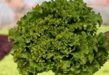 Salata – manjak važnih elemenata u razvoju