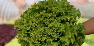 Salata – manjak važnih elemenata u razvoju