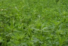 Suzbijanje korova u lucerištu, pre i posle kretanja vegetacije