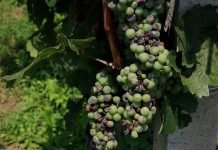 Crna pegavost vinove loze – Simptomi i štete