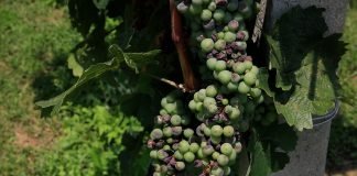Crna pegavost vinove loze – Simptomi i štete