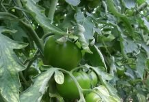 Paradajz – virus mozaika na biljkama