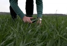 Najčešće bolesti koje napadaju pšenicu