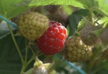 Koja će biti ovogodišnja cena malina?