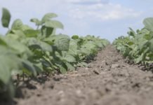 Pasulj – nega biljke tokom razvoja