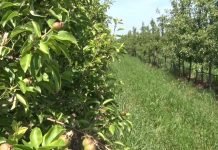 Pepeljasta vaš kruške i kako je suzbiti