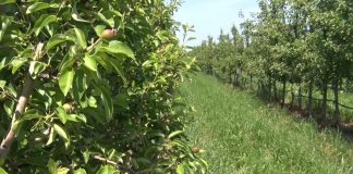 Pepeljasta vaš kruške i kako je suzbiti