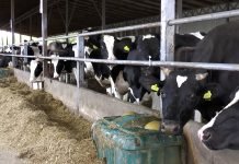 Proizvođači mleka pozivaju na protest 12. maja ispred Predsedništva