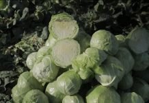 Kreće rasađivanje kupusnjača: Kako gajiti organski kupus?