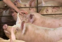 Afrička kuga svinja nedavno je registrovana u selu Jabuka kod Pančeva