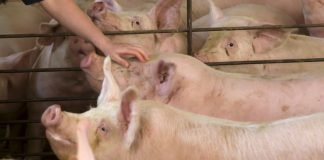 Afrička kuga svinja nedavno je registrovana u selu Jabuka kod Pančeva