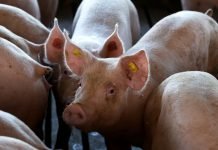 Obavezna prijava svakog slučaja ili sumnje na pojavu afričke kuge svinja