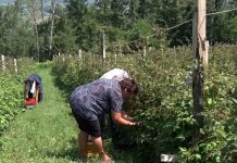 Šta podrazumeva dobra higijenska praksa u proizvodnji malina?