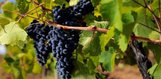 Faze razvoja bobica vinove loze