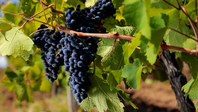 bobice vinove loze