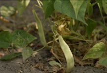 Kako se radi postrna setva boranije?