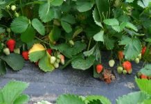 Nega jagoda posle berbe